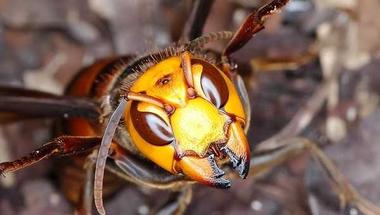 Bird vs Hornet: A Natural Arms Race