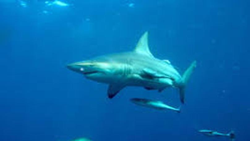 The Evolution of Fish and Fishing: A Complex Game of Survival