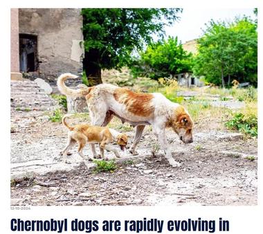 Dogs of Chernobyl: A Tale of Genetic Adaptation