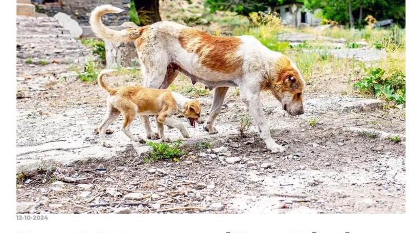 Dogs of Chernobyl: A Tale of Genetic Adaptation