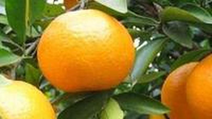 The Truth About Citrus Deacidifiers