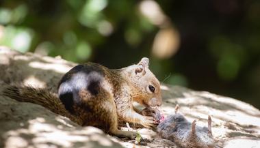 California Ground Squirrels Turn Carnivorous