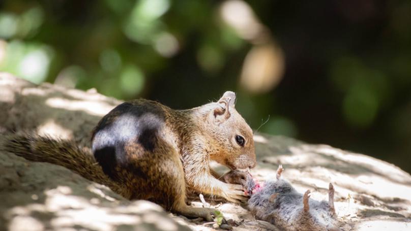 California Ground Squirrels Turn Carnivorous