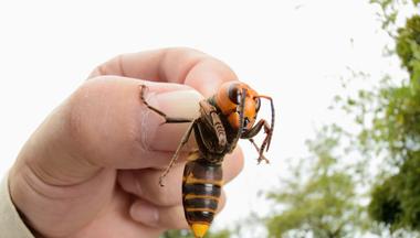 Successful Eradication of Asian Giant Hornets in America