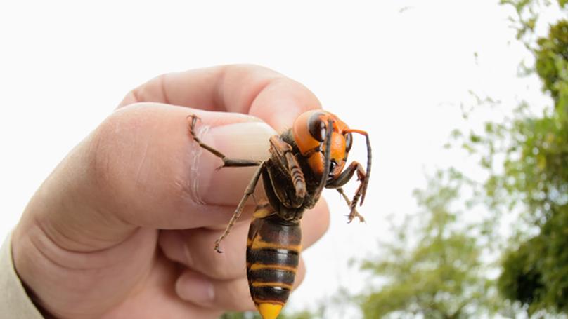 Successful Eradication of Asian Giant Hornets in America