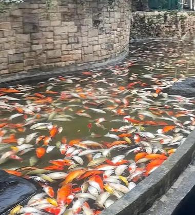 Mass Fish Die-Off at Chongqing Bridge Traced to Pesticide Poisoning