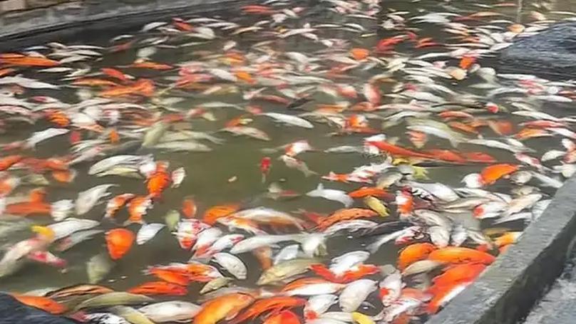 Mass Fish Die-Off at Chongqing Bridge Traced to Pesticide Poisoning