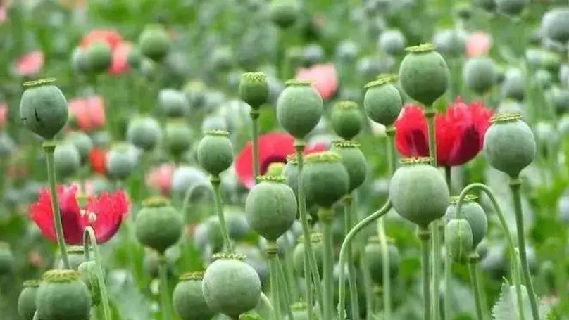 Child Reports Father's Opium Poppy Shells: Legal Implications and Social Impact